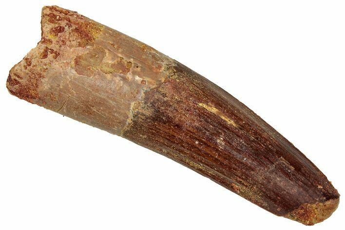 Fossil Spinosaurus Tooth - Real Dinosaur Tooth #329658